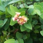 Syzygium baudouinii 花