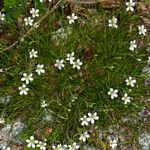 Arenaria grandiflora موطن