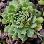 Sempervivum montanum Hoja