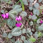 Cyclamen coum Habit