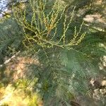 Acacia decurrens 花