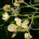 Senna papillosa Flower