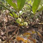 Pancheria reticulata Цветок