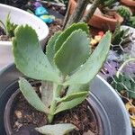 Kalanchoe marmorata Blad