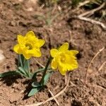 Narcissus minor Fleur