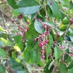 Hymenocardia ulmoides Fruit