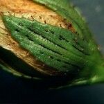 Hypericum linariifolium Lorea