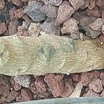 Zanthoxylum asiaticum बार्क (छाल)