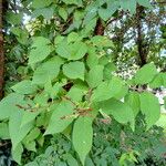 Syringa reticulata Leaf