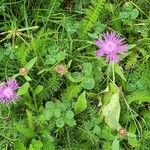 Centaurea nervosaBlomst