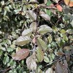 Prunus cerasifera পাতা