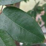 Syzygium paniculatum Leaf