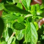 Lippia micromera Лист