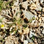 Sesamoides pygmaea Fula