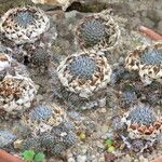 Orostachys spinosa Hábito