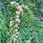 Torreya californica Virág
