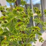 Euphorbia × martini Lorea