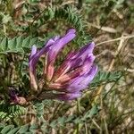 Astragalus monspessulanus 花