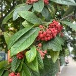 Cotoneaster frigidus Gyümölcs