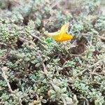 Lotus glaucus 花