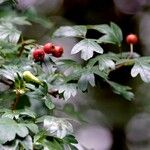 Crataegus rhipidophylla ഫലം