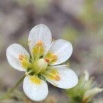 Saxifraga aspera Flower