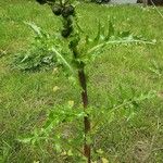 Sonchus asper Habitus