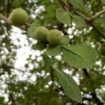 Commiphora pyracanthoides Fruit