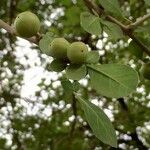 Commiphora pyracanthoides