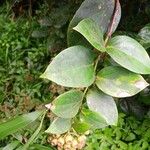 Vaccinium racemosum Hoja