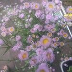 Erigeron philadelphicusFlower