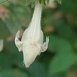Galeopsis segetum Flor