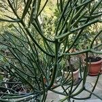 Euphorbia aphylla Hábito