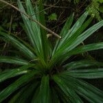 Pandanus purpurascens Hoja