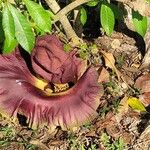 Amorphophallus paeoniifoliusFlor