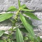 Parietaria officinalis Blad