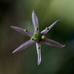 Allium schubertii Flower