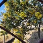 Acacia cultriformis Цветок