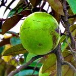 Chrysophyllum cainito Fruit