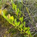 Chamaedaphne calyculata Leaf