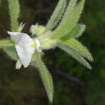 Hybanthus calceolaria ফুল