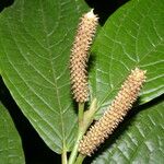 Piper glabrescens Habit