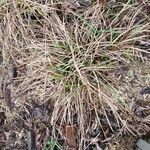 Carex pallescens Levél