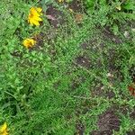 Symphyotrichum ericoides Habit