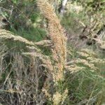 Achnatherum calamagrostis Frucht