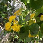 Azara serrata Blomst