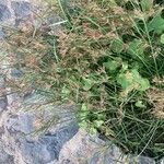 Cyperus longus Квітка