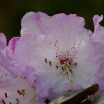 Rhododendron campanulatum Цветок