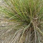 Festuca filiformis Yaprak