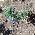 Trichostema